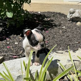 Tatum - Black and white female Boston Terrier puppy in Belleville, Missouri from Belleville Bostons