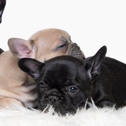 French Bulldogs from DonnieLovesStella French Bulldogs