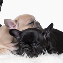 French Bulldogs from DonnieLovesStella French Bulldogs