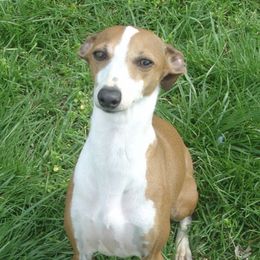 Italian Greyhounds from Azygous Italian Greyhounds