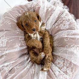 Anthony - tan collar boy - Apricot male Cavapoo puppy in Melbourne, Florida from Space Coast Doodle Co.