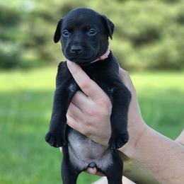Pink Collar - Female - Black female Labrador Retriever puppy in Boyd, Minnesota from Lindley Labradors