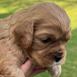 Coco's Girl 1 - Red female Cavapoo puppy in Locust Grove, Georgia from Southern Charm Cavapoos