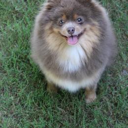 Pomeranian puppies from Kerrie’s Pomeranian