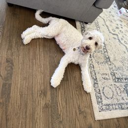 Violet - Goldendoodle