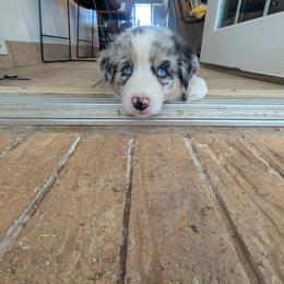 Australian Shepherd Puppies from Winter River Farms Australian Shepherds