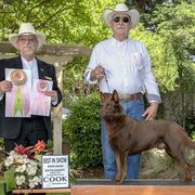 Australian Kelpies and Rat Terriers from Walkabout Australian Kelpies and Rat Terriers