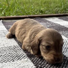 Girl 2 - Cream female Dachshund puppy in Crestview, Florida from Neverending Dachies