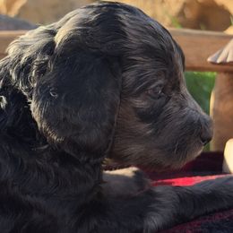Sugarplum - Blue merle female Aussiedoodle puppy in Riverside, California from Just Loving Doodles