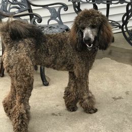 Poodles from Debra Baker