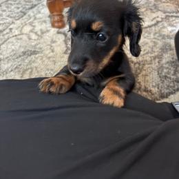 Jackson - Red male Dachshund puppy in Hobart, Indiana from Cogsworth Cromwell Dachshunds of NW Indiana