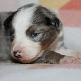 Tostito - Blue merle female Australian Shepherd puppy in Laurel, Mississippi from Reeves Australian Shepherds