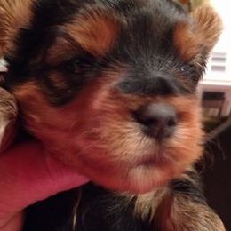 Biewer Terriers and Yorkshire Terriers from Thumbs Up Precious Pups