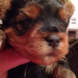 Biewer Terriers and Yorkshire Terriers from Thumbs Up Precious Pups