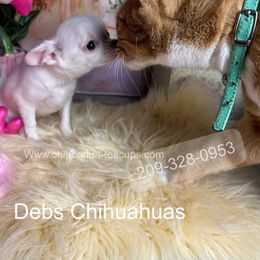 Little Snow 5000 - Merle female Chihuahua puppy in Manteca, California from Deb's Chihuahuas California