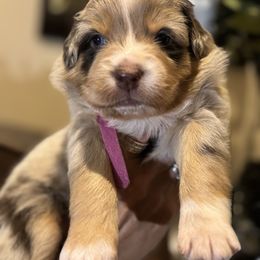 Pink collar - Red merle female Australian Shepherd puppy in Greenville, Texas from Huneycutt Wiggles