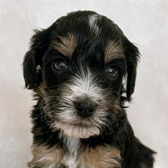 Australian Mountain Doodles, Bernedoodles, and Bernese Mountain Dogs from Berns & Doodles