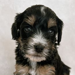 Australian Mountain Doodles, Bernedoodles, and Bernese Mountain Dogs from Berns & Doodles