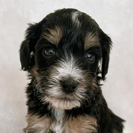 Australian Mountain Doodles, Bernedoodles, and Bernese Mountain Dogs from Berns & Doodles