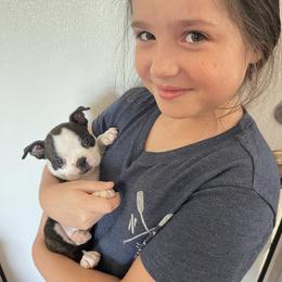 Boston Terrier Puppies from RuckerRun Boston Terriers