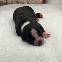 BBM - Black & white male Miniature Australian Shepherd puppy in Norco, California from River Springs Aussies