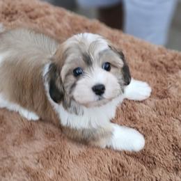 Cavachon, Cavalier King Charles Spaniel, Cavapoo, and Havanese Puppies from Peaks Pups & Cavachon Love Chocolate Cavaliers, Cavaliers, Cavachon’s, Cavapoos & Havanese