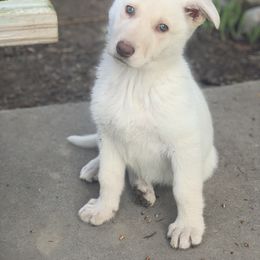 German Shepherd Puppies from Dream Works German Shepherds