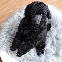 Poodle Puppies from Laminin Poodles