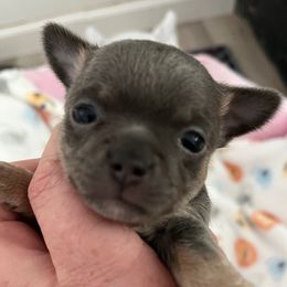 Stardust - Blue and tan female Chihuahua puppy in Coweta, Oklahoma from Green Country Chihuahuas