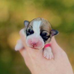 Girl 5 - Red female Pembroke Welsh Corgi puppy in Yulee, Florida from Pembroke Welsh Corgis at Belle Haven