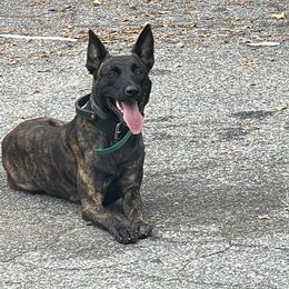 Dutch Shepherd and German Shepherd Puppies from ColesPoliceDogs