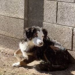 Australian Shepherd and Miniature Australian Shepherd Puppies from Integrity Aussies Tx