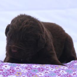 Jill (purple collar) - Brown female Newfoundland puppy in Kimball Twp, Michigan from Pine River Newfoundlands