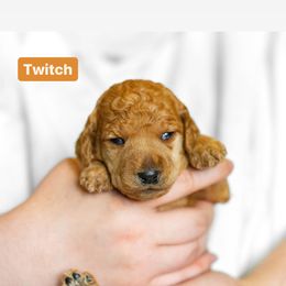 Poodle Puppies from Pawsable Prospects