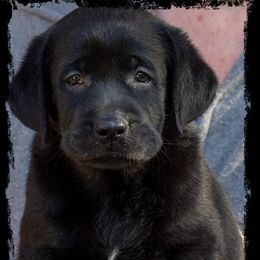 Labrador Retriever Puppies from Lorlyn Labradors