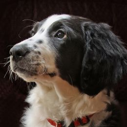 Missy - Black tri-color Aussiedoodle puppy in Ashland, Ohio from Part of the Family