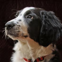 Missy - Black tri-color Aussiedoodle puppy in Ashland, Ohio from Part of the Family