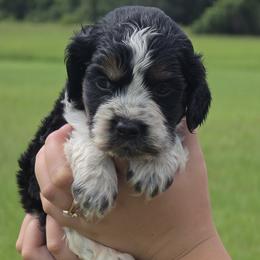 Joplin - Tri-Roan female English Springer Spaniel puppy in Fort White, Florida from Thunderbird Springers