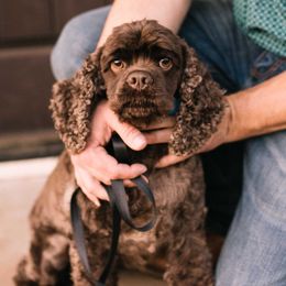 Truffles - Cocker Spaniel