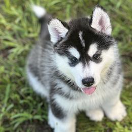 Male 1 - Black tan and white male Siberian Husky puppy in (Formally Lake Lillian, Minnesota) Old Fort, North Carolina from Antler Creek Siberians