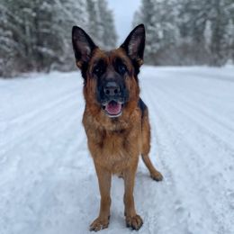 Ellie - German Shepherd