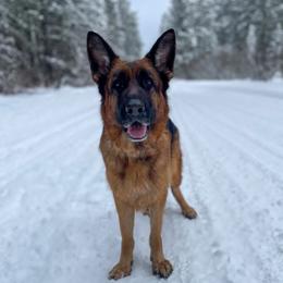 Ellie - German Shepherd