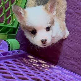 Yellow Collar - Red male Pembroke Welsh Corgi puppy in Abingdon, Virginia from Em-K Kennels