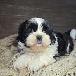 Opie - Black and white male Shih Tzu puppy in Mountain Grove, Missouri from Precious Puppies