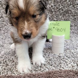 Shetland Sheepdog Puppies from Jones Stacy