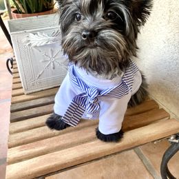 Baby Niko - Black and gold male Yorkshire Terrier puppy in Yuma, Arizona from Yuma Yorkie