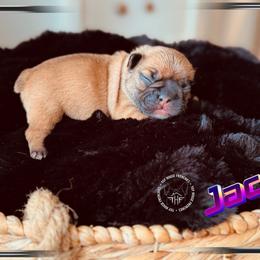 Three's Company, Jack Ripper - Blue fawn male French Bulldog puppy in Salem, Oregon from Toy House Frenchies