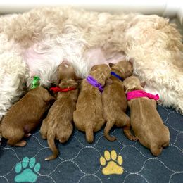 Blue Collar - Red female Cavapoo puppy in St George, Utah from Picture Perfect Doodles