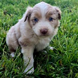 Diane - Dilute red female Australian Shepherd puppy in Puryear, Tennessee from Double G Ranch