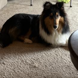 Collie puppies from Glenara Collies & Papillons